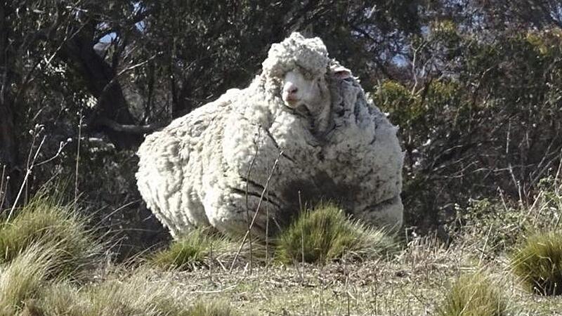 Verwildertes Schaf nach Schur 40 Kilo leichter