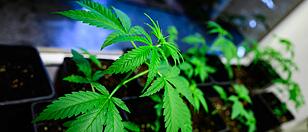 Cannabis wird in Deutschland legal