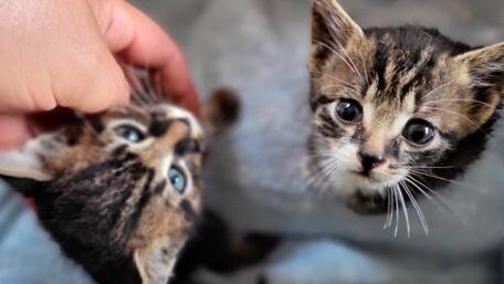Katzenbabys bei Müllcontainer gefunden