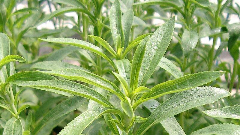 Die Stevia-Pflanze