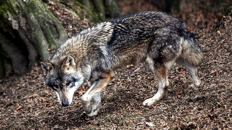 Wölfe im Waldviertel beunruhigen Bevölkerung