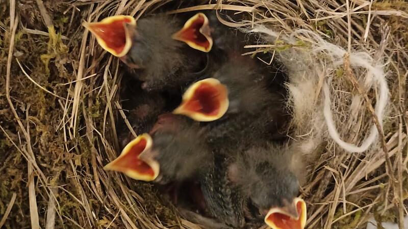 Weit gereist im Nest: Jungvögel gerettet