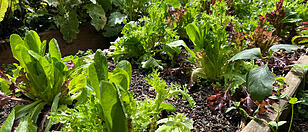 Flottes Gemüse: Salat und Kohlrabi