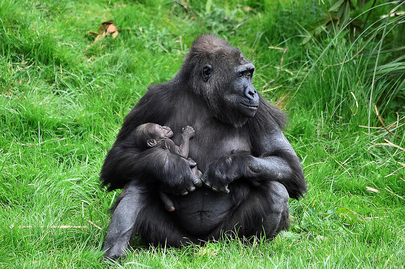 Dubliner Zoo freut sich über Gorilla-Nachwuchs