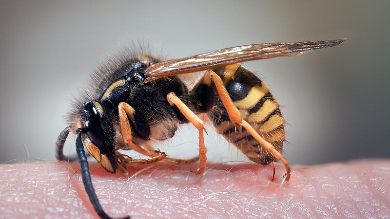 If a wasp sting becomes an emergency: How to react correctly