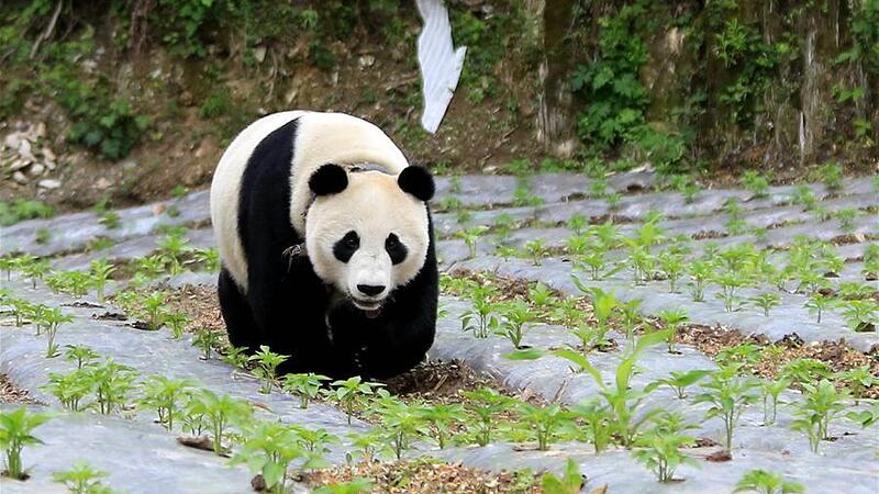Panda wanderte durch ein kleines chinesisches Dorf