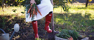 Garteln Garten Ernte Karotten Gemüse Anbau