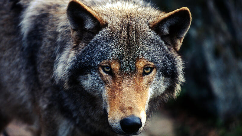 Die Rückkehr des Jägers: Immer mehr Wolfsrisse