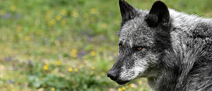 Wolf lief in Senftenbach vor die Wildkamera