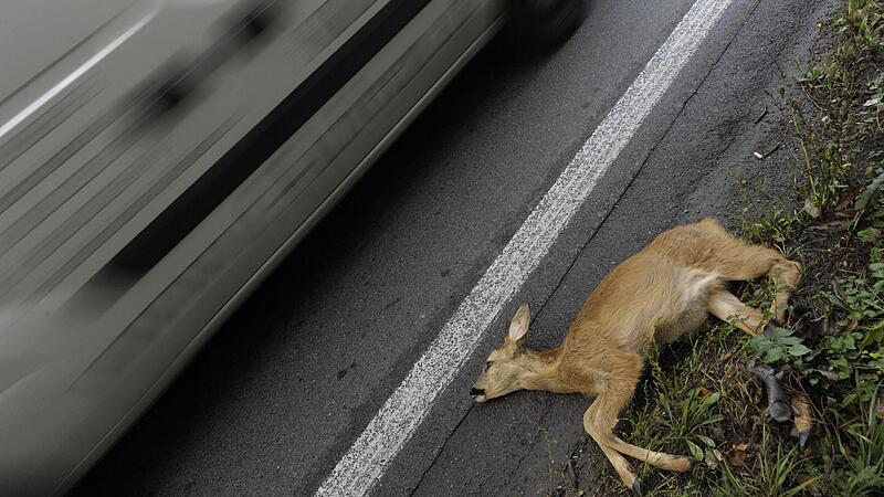 A deer caused three accidents on B1