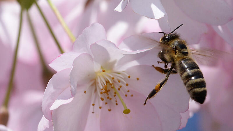 Weltbienentag: So können Sie emsigen Insekten helfen