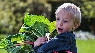 One little preschool boy who have Harvest one great bunch of rhubarbs in the garden on a sunny spring day.