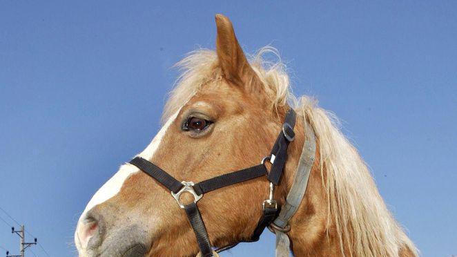 Pferde verdurstet: Tierschützer kritisieren Behörde