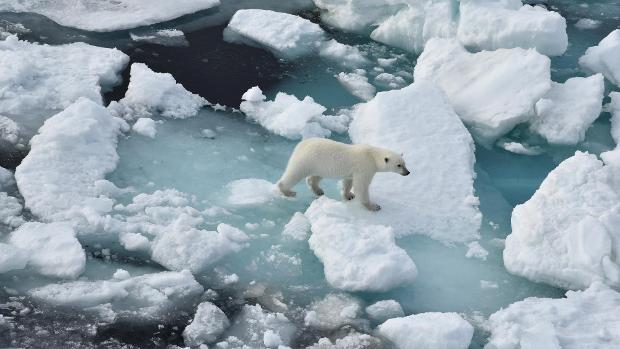 Polar bear habitat is under threat
