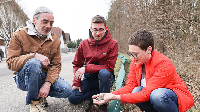 Fences save Linzer toads from “road death”