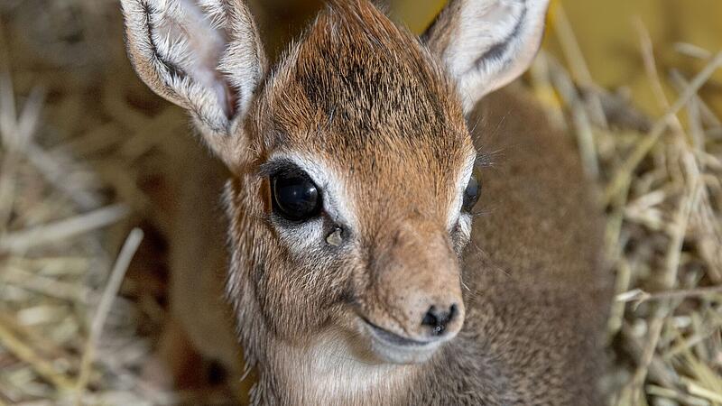 Hearty offspring at the Dik Diks in Zoo Schmiding