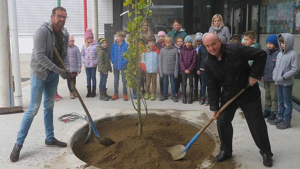 Biogärtner Ploberger spendierte für neue Volksschule einen Ginkgo-Baum
