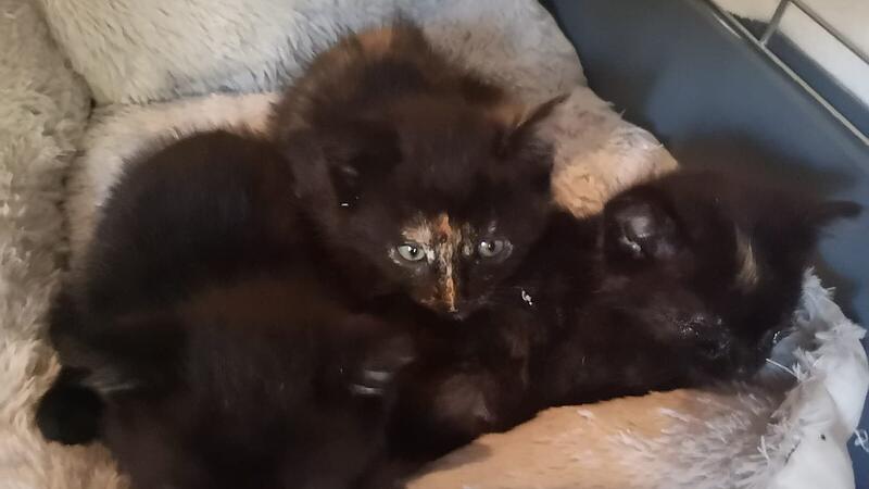 Drei Babykatzen vor Müllpresse gerettet