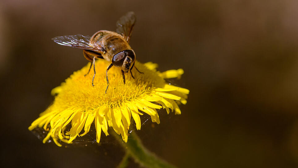 Studie: Bienen kamen gut über den Winter