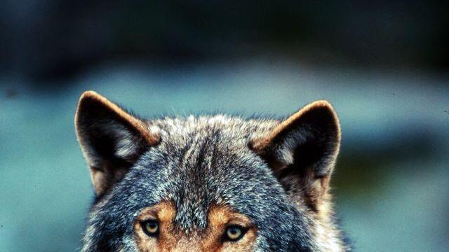 DNA-Analyse bestätigt: Wolf riss neun Stück Damwild