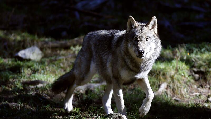 Fachkuratorium empfiehlt Abschuss von "Problemwolf"