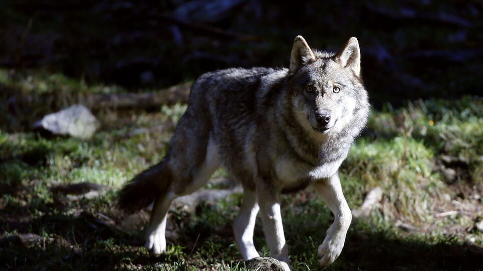 Fachkuratorium empfiehlt Abschuss von "Problemwolf"