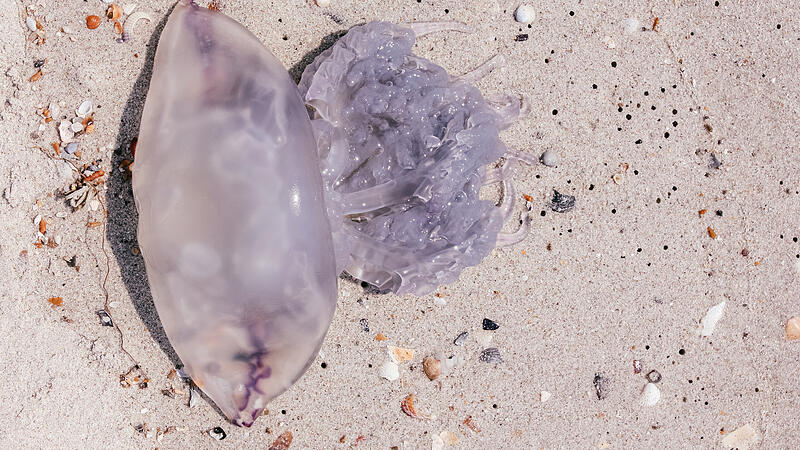 Jellyfish on the shore