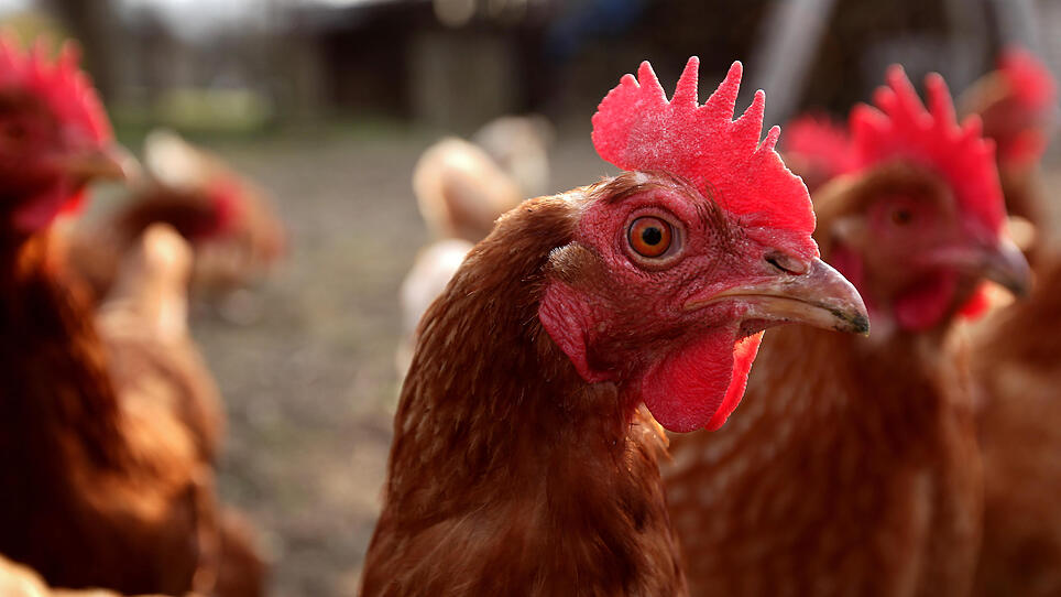 Rätselhaft: 10.000 Masthühner über Nacht in Stall verendet