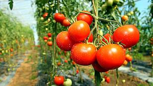 Acht Tipps für perfekte Tomaten