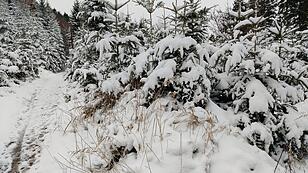 Die schönsten Schneefotos der OÖN-Leser