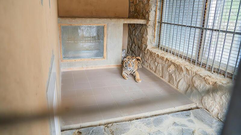 Dismal conditions: 3 young tigers confiscated in Slovakia