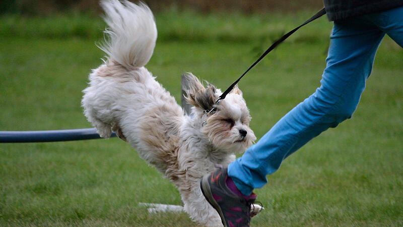 Der Hund als Trainingspartner: Vom Joggen bis zum Dog-Frisbee
