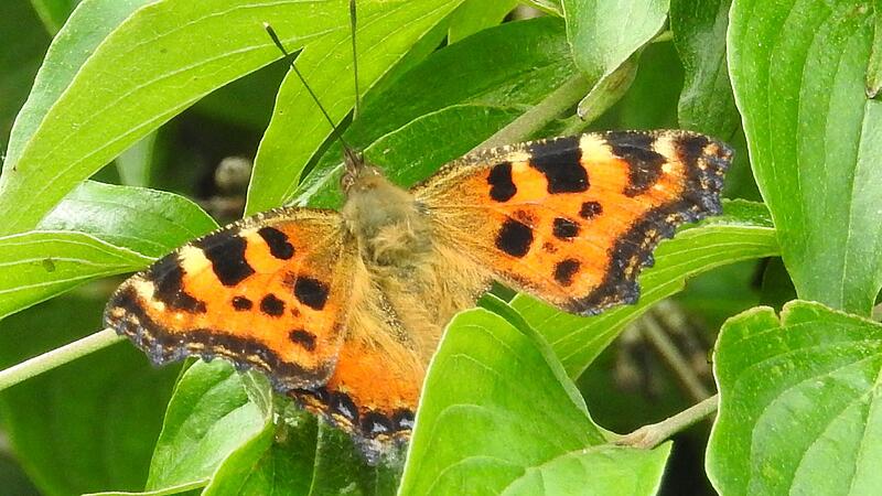Schmetterling als Argument für ein Naturschutzgebiet im Raader Wald