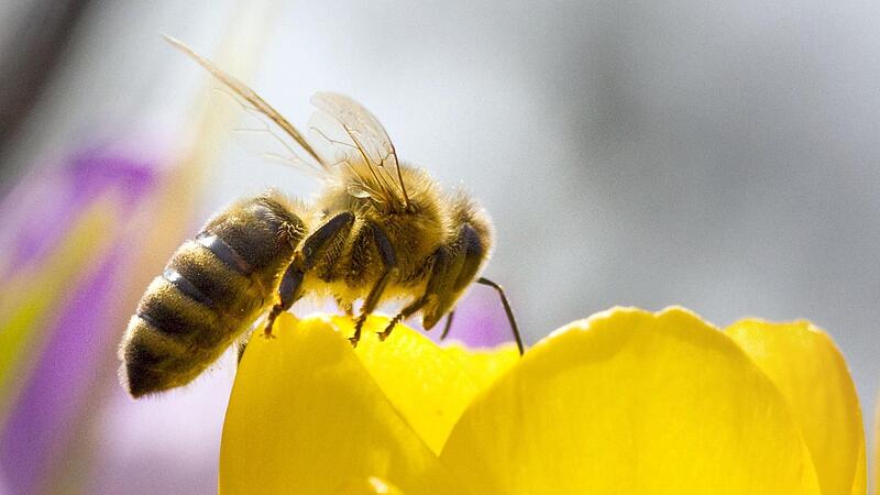 Rückenwind für den Bienenschutz