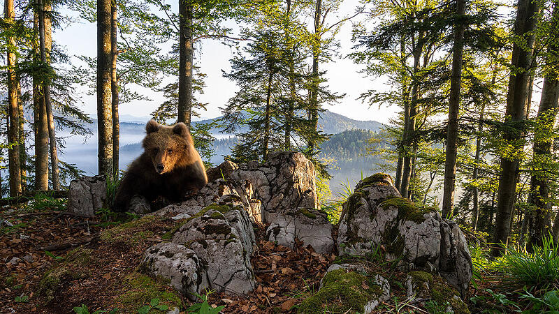 Steyrer Fotograf wurde mit Aufnahme eines Bären in Slowenien ausgezeichnet