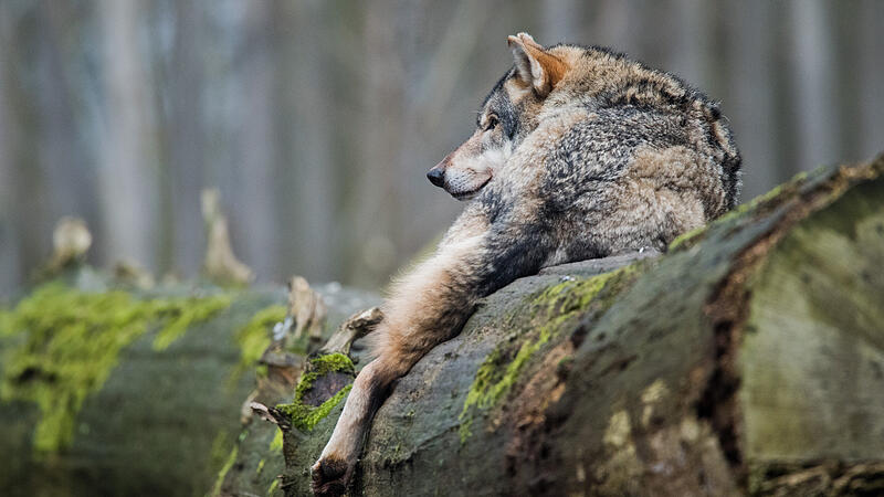 Land prüft Fund eines möglichen Wolf-Kadavers