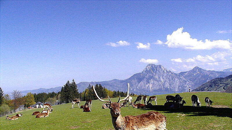 Tourismus im Pech: Nach Pleite am Grünberg jetzt Aus für Wildpark