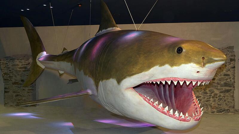 Basking shark Megalodon may have been slimmer than previously thought