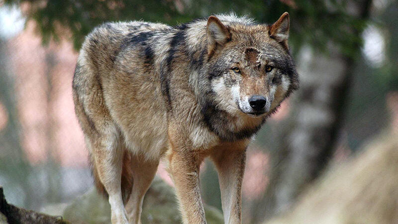 Erster Wolf im Waldviertel "vergrämt"