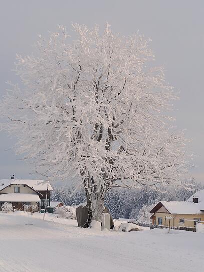 Ihre schönsten Schnee-Fotos im Advent
