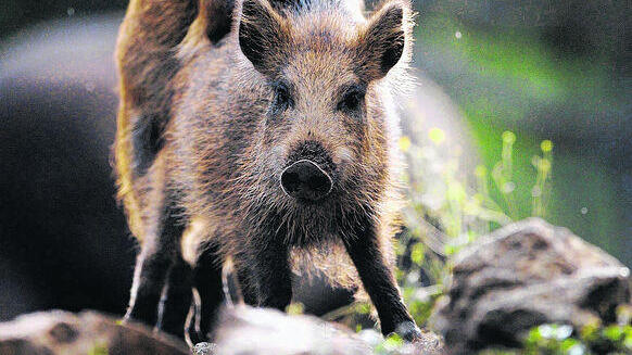 Wildschweinplage: Jäger mit Latein am Ende