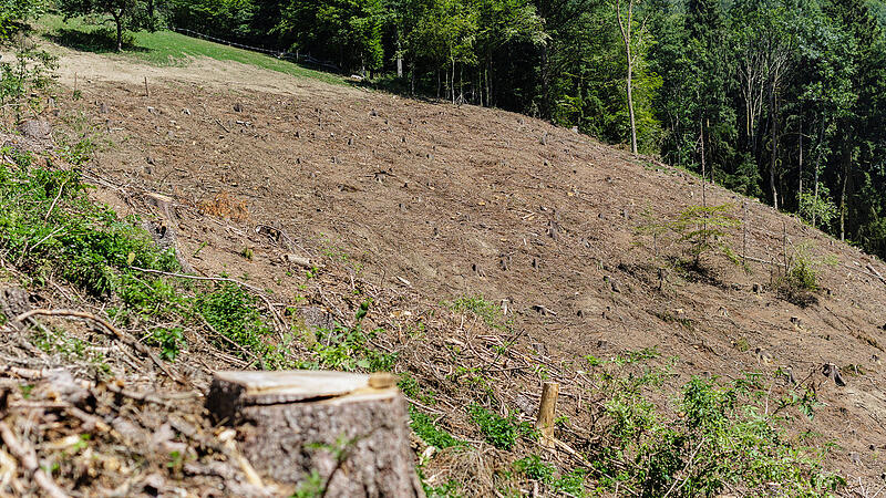 Borkenkäfer hält Waldbesitzer in Atem: Lagerndes Holz sehr rasch wegbringen!