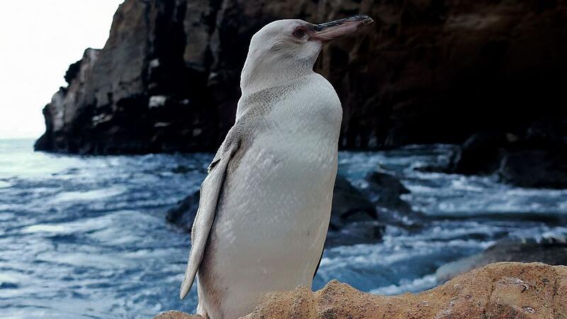 Galapagos-Inseln: Komplett weißer Pinguin entdeckt