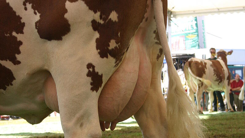 Fleckviehzuchtverband FIH nun mit höchster Milch-Lebensleistung im Land