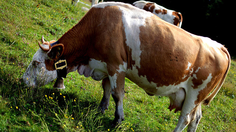 Kuh auf der Weide Alm