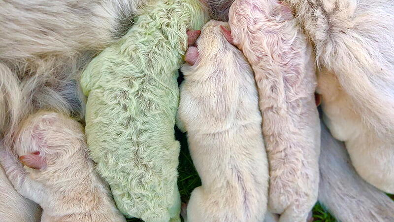 Labrador mit grünem Fell auf Sardinien geboren