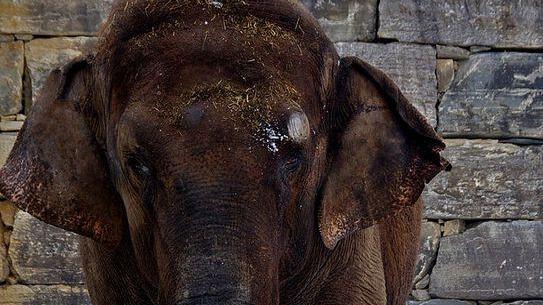 Schwer erkrankte Elefantendame ist wieder gesund: &bdquo;Weihnachtswunder&ldquo;