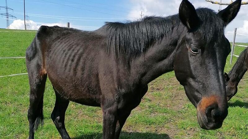 Missstände auf Pferdehof: 17 Tiere wurden gerettet