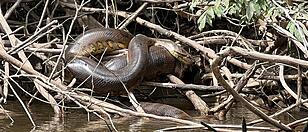 Deep in the Ecuadorean Amazon, scientists have discovered a record-breakingly large new species of giant anaconda. A tea