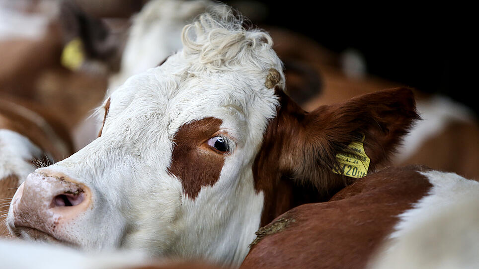 Überforderter Landwirt ließ neun Rinder qualvoll verdursten